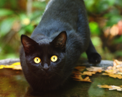 Black Cat Lore